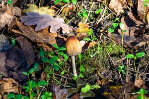 fotografía a tema grande hermosa venenoso seta en bosque en hojas antecedentes foto