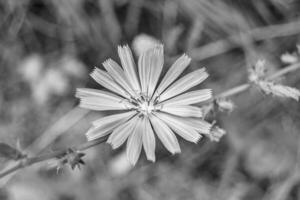 belleza flor silvestre creciente achicoria ordinaria en pradera de fondo foto