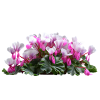 generado por ai rosado y blanco ciclamen flor en un transparente antecedentes png