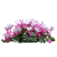 ai-genererad rosa och vit cyklamen blomma på en transparent bakgrund png