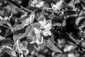 fotografía en tema hermosa Fruta rama manzana árbol con natural hojas debajo limpiar cielo foto