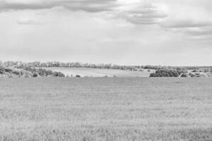 Beautiful horizon scenery in village meadow on color natural background photo