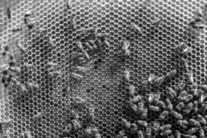 La estructura hexagonal abstracta es un panal de abejas lleno de colmena foto