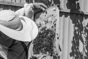 Winged bee slowly flies to beekeeper collect nectar on private apiary photo