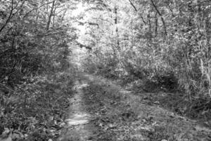 Photography on theme beautiful footpath in wild foliage woodland photo