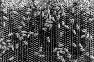 La estructura hexagonal abstracta es un panal de abejas lleno de colmena foto