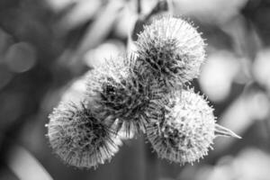 Beautiful growing flower root burdock thistle on background meadow photo