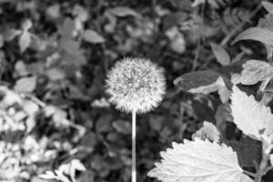 Beautiful wild growing flower seed dandelion on background meadow photo