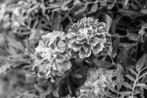 fina flor de caléndula de caléndula de crecimiento silvestre en la pradera de fondo foto