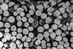Fotografía sobre el tema de la gran pared de troncos de árboles de roble apilados en las grietas foto