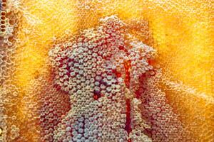 Drop of bee honey drip from hexagonal honeycombs filled with golden nectar photo