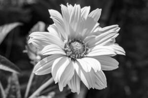 fina flor silvestre creciente aster falso girasol en pradera de fondo foto