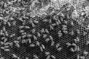 La estructura hexagonal abstracta es un panal de abejas lleno de colmena foto