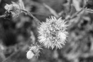 Beautiful wild growing flower seed dandelion on background meadow photo