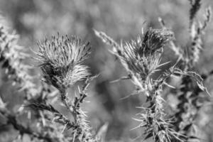 Hermosa flor creciente cardo de raíz de bardana en pradera de fondo foto