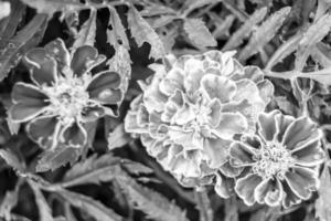 fina flor de caléndula de caléndula de crecimiento silvestre en la pradera de fondo foto