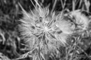 Beautiful wild growing flower seed dandelion on background meadow photo