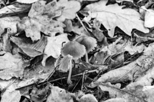 Photography to theme large beautiful poisonous mushroom in forest on leaves background photo