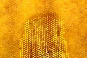 Drop of bee honey drip from hexagonal honeycombs filled with golden nectar photo