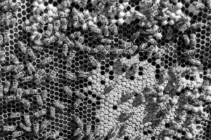 La estructura hexagonal abstracta es un panal de abejas lleno de colmena foto