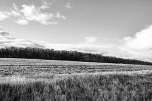 Photography on theme big empty farm field for organic harvest photo