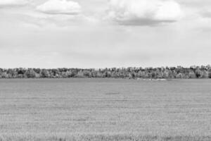 hermoso paisaje de horizonte en la pradera del pueblo sobre fondo natural de color foto