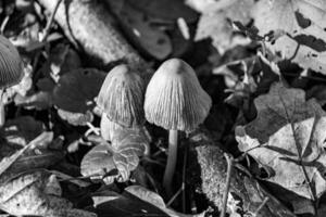 Photography to theme large beautiful poisonous mushroom in forest on leaves background photo