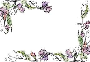 Hand drawn watercolor ink illustration botanical flowers leaves. Sweet everlasting pea, vetch bindweed legume tendrils. Border frame isolated white background. Design wedding, love cards, floral shop vector