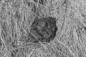 Photography on theme fresh cow dung lies on manure animal farm photo