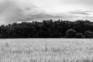 Photography on theme big wheat farm field for organic harvest photo