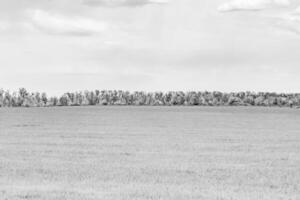 Beautiful horizon scenery in village meadow on color natural background photo