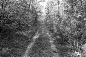 Photography on theme beautiful footpath in wild foliage woodland photo