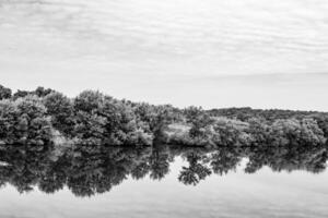 Beautiful grass swamp reed growing on shore reservoir in countryside photo