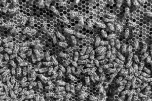 La estructura hexagonal abstracta es un panal de abejas lleno de colmena foto