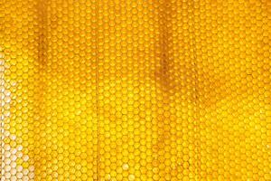 Drop of bee honey drip from hexagonal honeycombs filled with golden nectar photo