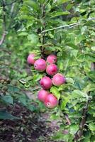 Red ripe apples of the Moscow Necklace variety on a tree photo