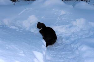 un gris salvaje gato se sienta en el nieve y relojes foto