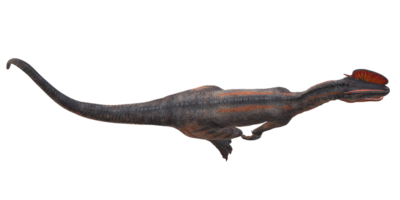 Dilophosaurus auf ein transparent Hintergrund png