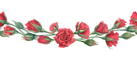 röd rosor. sammanflätade blomma stjälkar. Vinka blommig baner. blomning sommar blommor med scharlakansrött kronblad. vattenfärg botanisk illustration. för bröllop design, minnesmärke dag. mor dag firande png