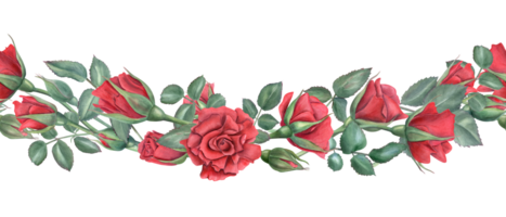 sömlös gräns med röd rosor. scharlakansrött blommor med grön löv. sammanflätning reste sig stjälkar med knoppar. blomning sommar växter. vattenfärg illustration för minnesmärke dag dekor, födelsedag design png