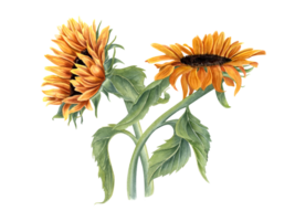 Bouquet with two beautiful sunflowers. Yellow orange summer flowers on stem with leaves. Flower head. Field wildflowers. Watercolor illustration for wedding and birthday design png