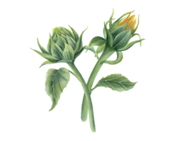 zonnebloem knoppen. bloemen Aan stam met groen bladeren. mooi veld- bloemen. bloemen samenstelling. boeket. waterverf illustratie voor bruiloft ontwerp, groet, uitnodiging. png