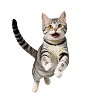 american shorthair cat running and jumping isolated transparent photo png
