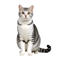 american shorthair cat sitting isolated transparent photo png