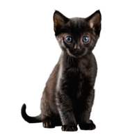 black bombay cat kitten sitting isolated transparent photo png