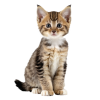 american bobtail cat kitten sitting isolated transparent photo png