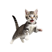 american shorthair cat kitten running and jumping isolated transparent photo png