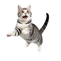 americano cabelo curto gato corrida e pulando isolado transparente foto png