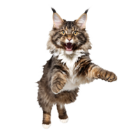 maine coon cat running and jumping isolated transparent photo png