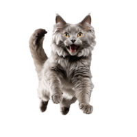 gray nebelung cat running and jumping isolated transparent photo png